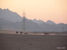 Chameaux dans le désert